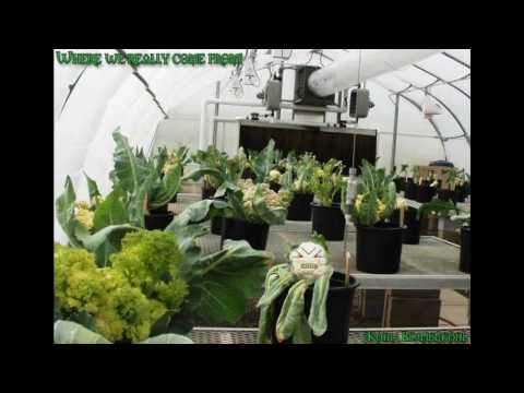 Gebrüder Blumenkohl - Mietwagen