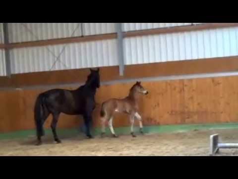 Lukas 03/12 (L`Espoir-Donneschwee-Romancier geb.02/12)