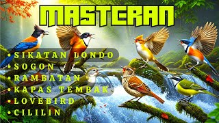 Download lagu Dijamin Mental Juara | MASTERAN UNTUK SEMUA JENIS BURUNG KICAU , MURAI BATU, CUCAK HIJAU, KACER mp3