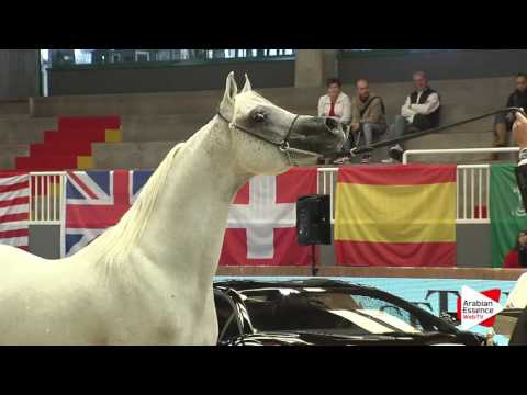 Milan SEWC 2016 - Stallions (5B) - 3rd place: N.84 NASEEM AL NAKEEB