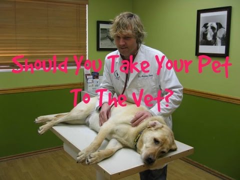 When To Treat Your Pet At Home, When To See The Vet