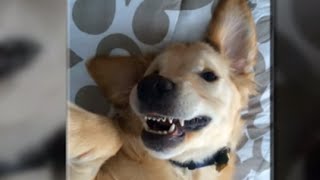 Puppy Gets Braces | ABC News