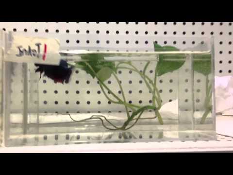 Thai-Indo 5* Plakats close up 1-11-15