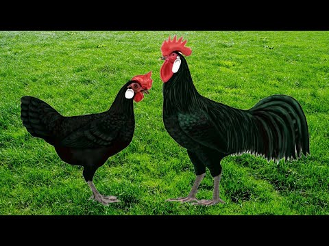 , title : 'Minorca Chickens | Black Birds Large White Eggs'