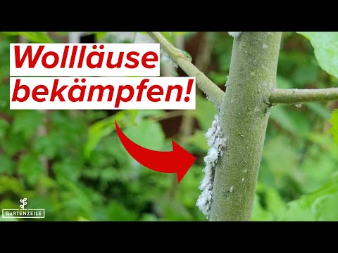 Wollläuse bekämpfen | Was tun gegen die Schildläuse an euren Pflanzen?