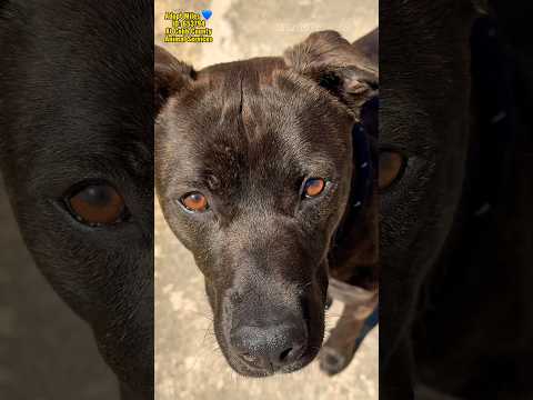 MILES - see video, an adoptable American Bully Mix in Marietta, GA_image-1