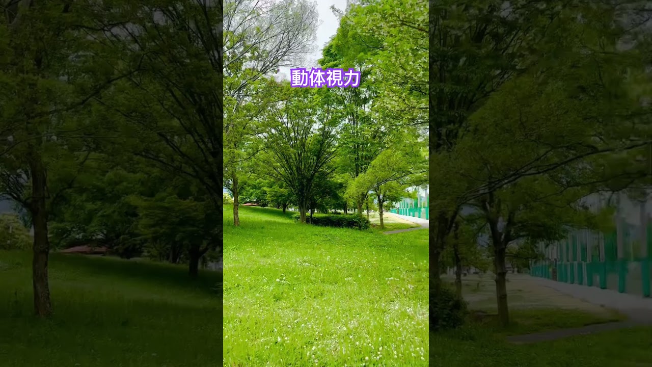 動体視力向上に！#shorts #ツバメ#動体視力#低空飛行