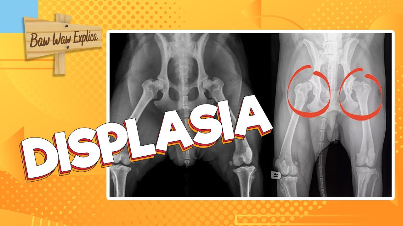 DISPLASIA COXOFEMORAL EM CÃES: Veterinário explica como identificar e o que fazer para tratar