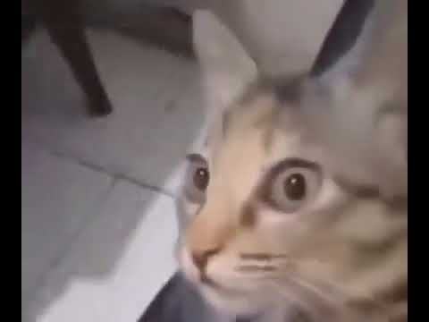 Meme Template Creator