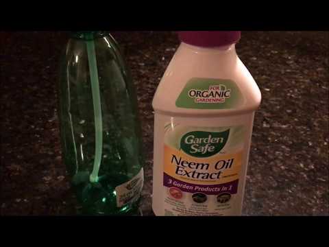 Garden Safe - Neem Oil Application