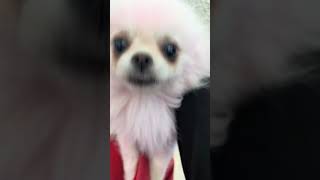 ピンクのワンちゃん🐶#わんくん #わんちゃん