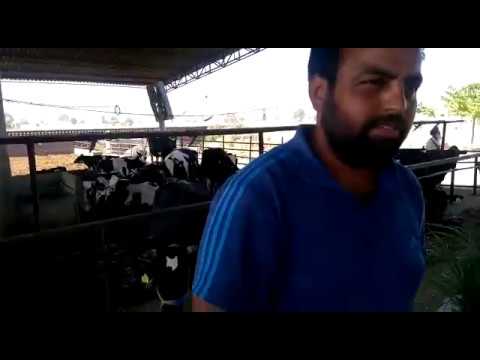 Sexcel (Sexed Semen) -Farmer Testimonial