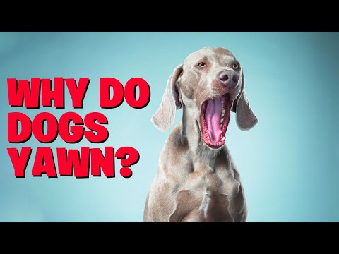 Why Do Dogs Yawn-Decoding the Mystery Behind Their Endless Yawns