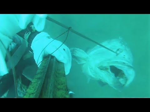 TRAILER DEEP FISHING VOL1