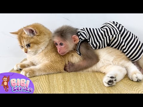 BiBi and Ody cat fight with the naughty dog