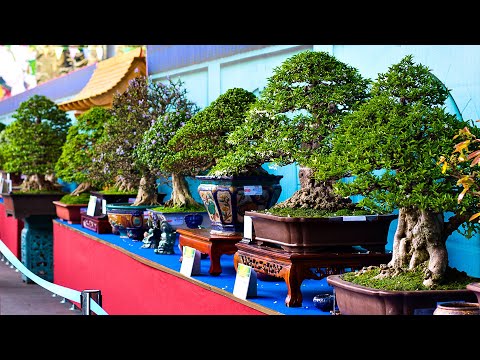 Bonsai Exhibition - The Best of Bonsai Art!