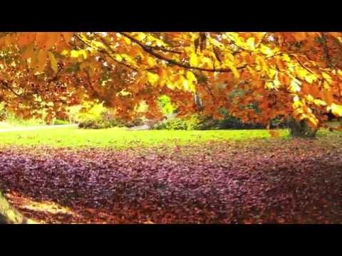 François Couperin (1668-1733) - Les Baricades Mistérieuses | Miguel Serdoura, 11c Baroque lute