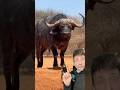 The Cape Buffalo Is Built Different