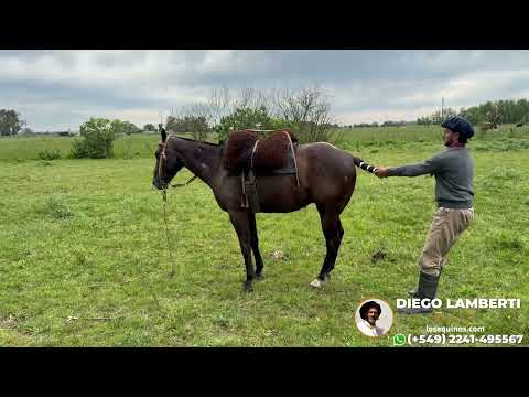 VENDIDO Caballo Tordillo muy manso y nuevo $2.400.000 - LOSEQUINOS.COM