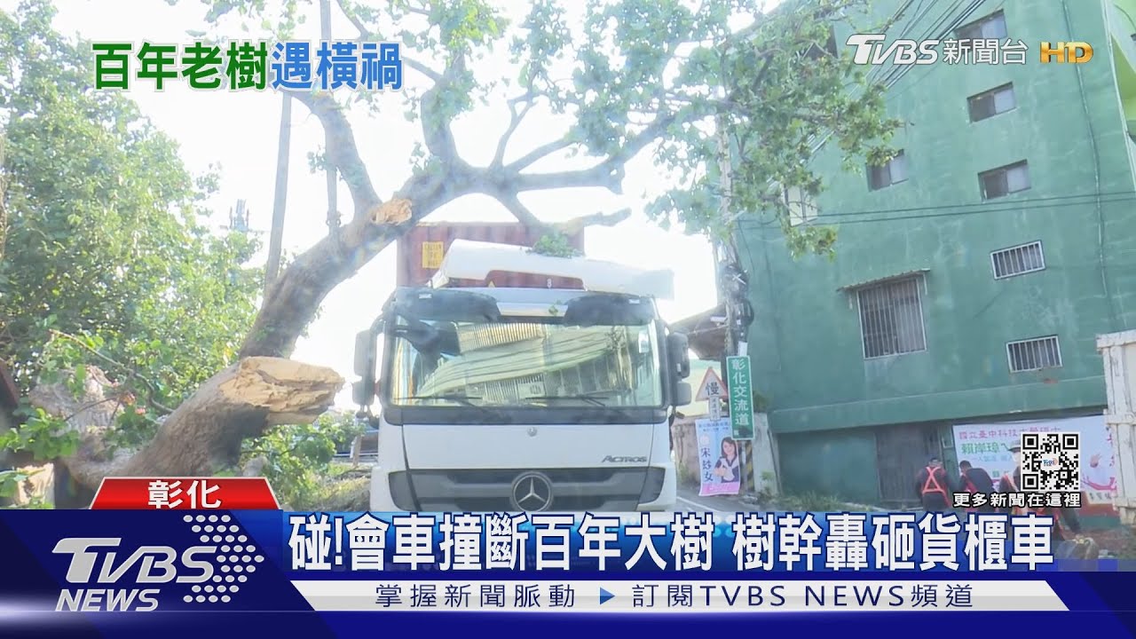 碰!會車撞斷百年大樹 樹幹轟砸貨櫃車