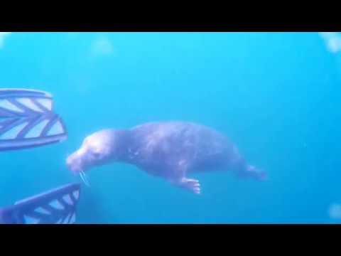 ege, Dive Day 2017. Farne Islands grey seal dive (Project Aware).