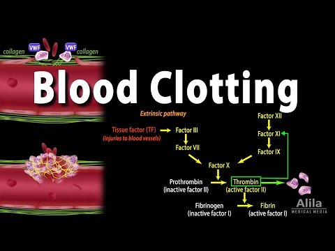 Hemostasis: Control of Bleeding, Coagulation and Thrombosis, Animation