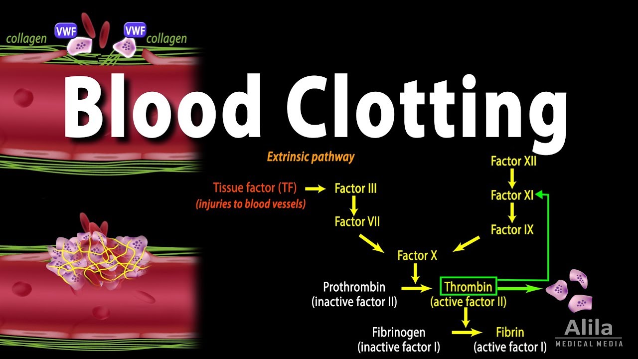 Apa Peran Enzim Trombokinase Dalam Proses Pembekuan Darah Apa Peran Enzim Trombokinase Dalam Proses Pembekuan Darah