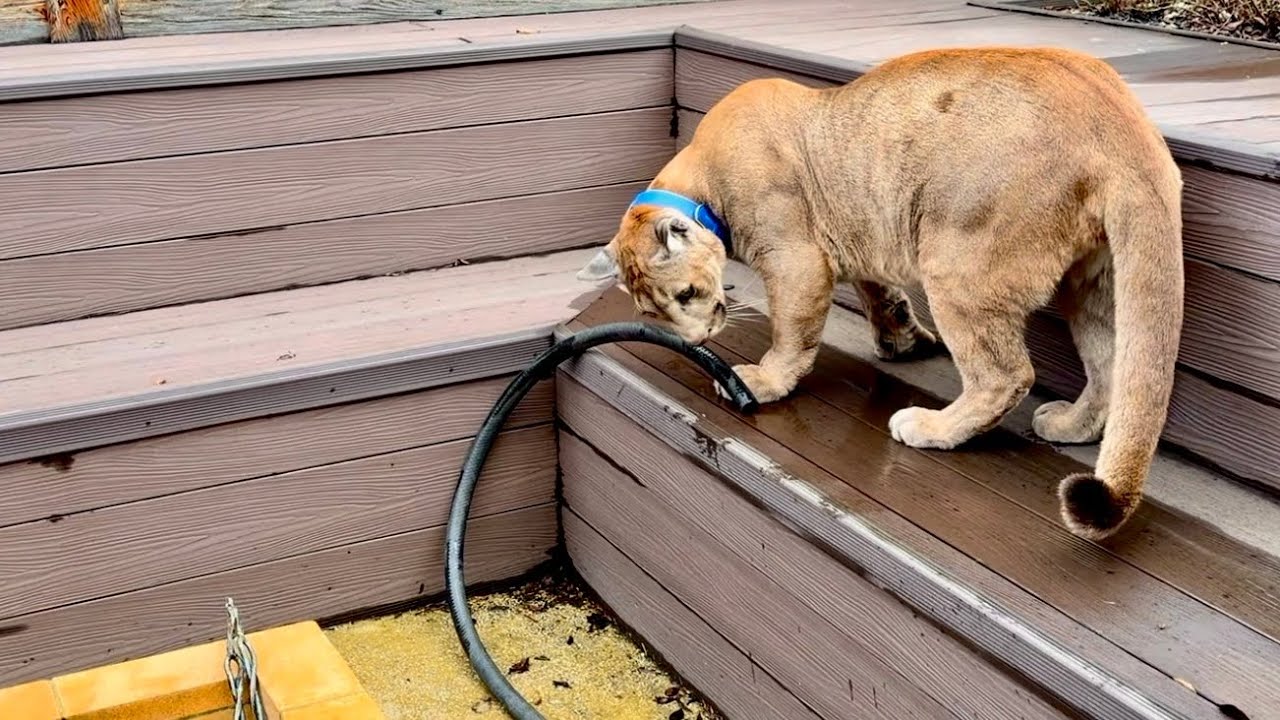 Кто застрял в трубе? Пума Месси пытается помочь! Готовьте платочки вытирать ?