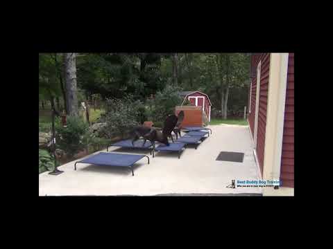 Off-Leash Peaceful Obedience