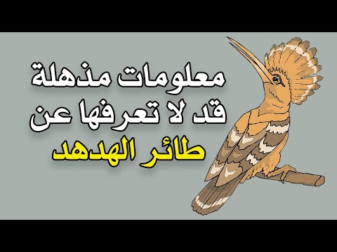 معلومات مذهلة قد لا تعرفها عن طائر الهدهد