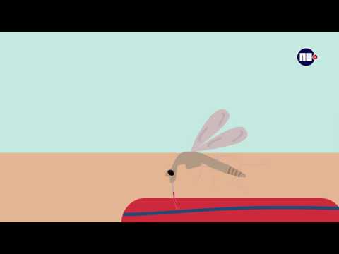 , title : 'Wat gebeurt er als een mug je prikt'