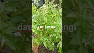 Download lagu Menanam Daun Kemangi dalam Pot #taman #tanamanpot #kemangi #daunkemangi mp3