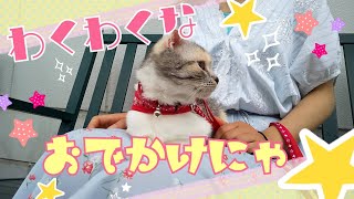 猫と散歩 lv.2