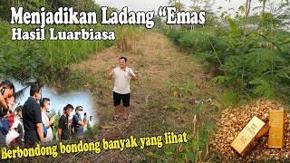 Download lagu Menjadikan Ladang Emas Lahan Sewa Ditanami Rumput Pakchong, Hasil Luar biasa,  Peternakan 78 Farm mp3