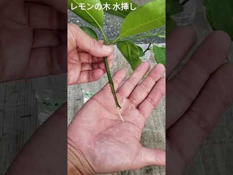 レモンの木の挿し木を4つの簡単なステップで行うには?掛け算に最適な時期はいつですか?  庭園