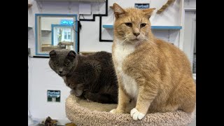 Furball Farm Cat Sanctuary! (24/7) live webcam