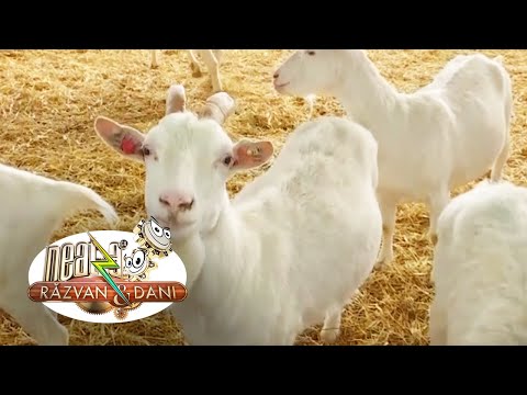 , title : 'Ferma de capre, o afacere de familie tot mai căutată de români'