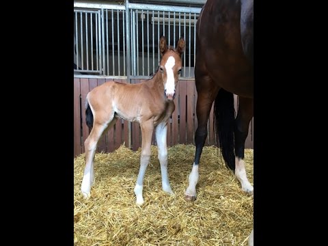 Quadriga : Premium colt 2016 by Escolar/Dr. Jackson/Jazzman