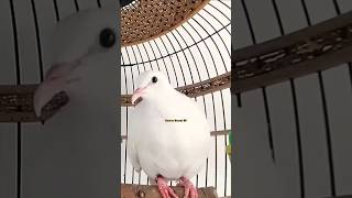 Download lagu Tekukur Putih Kuk 5 GACOR BETINA MEMANGGIL Jantan ‼️ #tekukur #derkuku mp3 Download lagu Tekukur Putih Kuk 5 GACOR BETINA MEMANGGIL Jantan ‼️ #tekukur #derkuku mp3