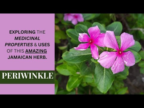 EXPLORING the MEDICINAL PROPERTIES & USES of PERIWINKLE (CATHARANTHUS ROSEUS) / Earth's Medicine