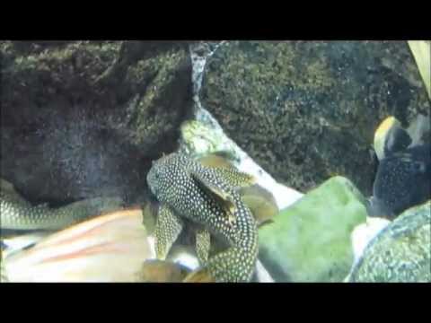 "Der Sonnenwels"- Ein Video von Wolfgang Schmökel