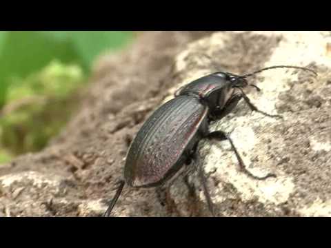 Carabus morbillosus