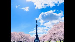 オタク顔なのでコペンハーゲンでお花見をして来ました。