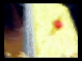 New Zatch Bell Abridged Opening