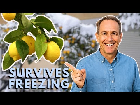9 Citrus Trees That Survive FREEZING Temperatures