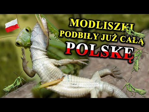 PRAYING MANTISPLANTS Prey on Snakes, Mice, and Even Birds - Where Did They Come From in Poland?