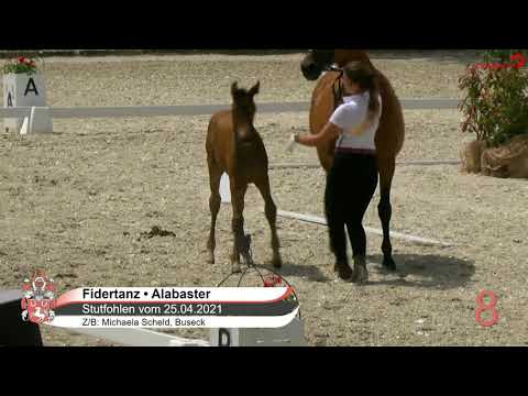 Fidertanz - Alabaster