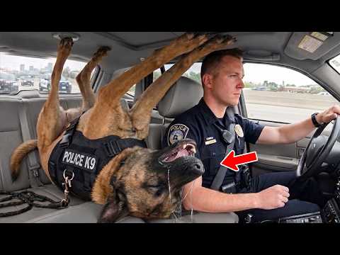 When Police Dogs Forget Their Job 😁 Funny Dog Videos 2026