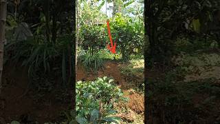 Download lagu Saat petualang burung Anis selalu membuat kita panik mp3 Download lagu Saat petualang burung Anis selalu membuat kita panik mp3