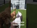 This neutered (now) male GSP is only 8 myths old and will be available for adoption SEGSPRescue.org